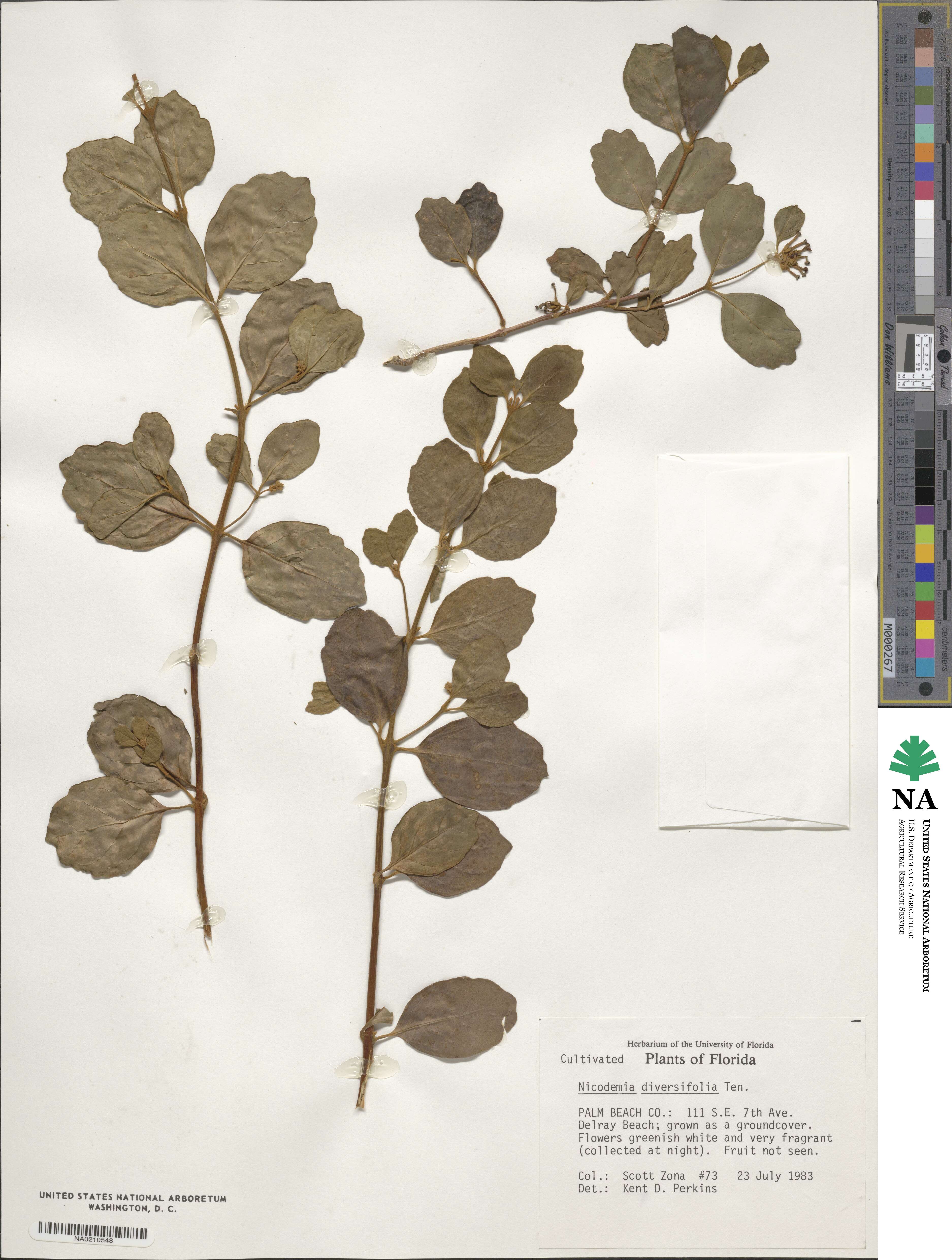 Scrophulariaceae image