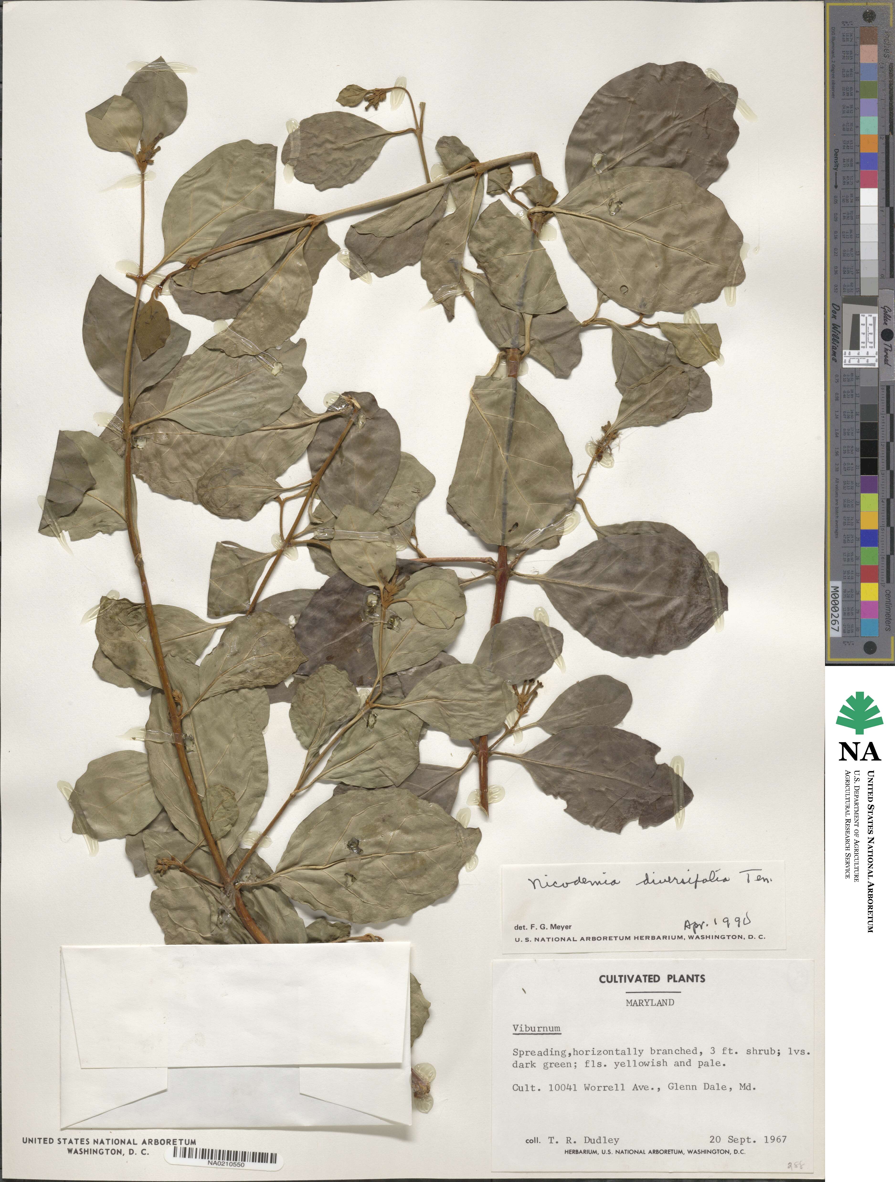 Buddleja indica image