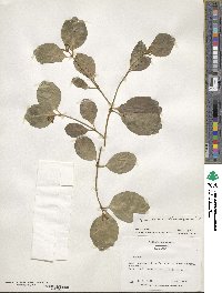 Buddleja indica image