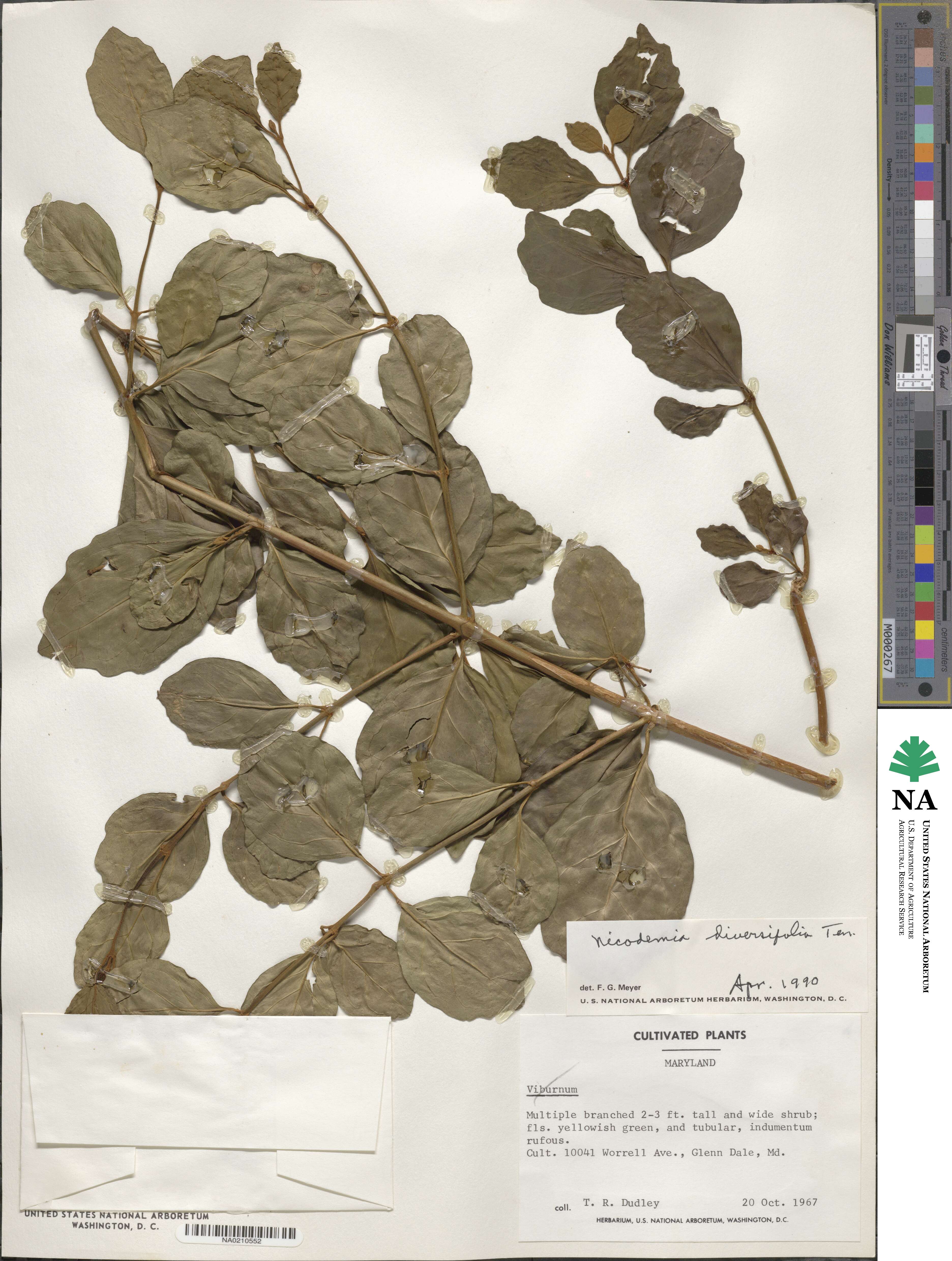 Buddleja indica image
