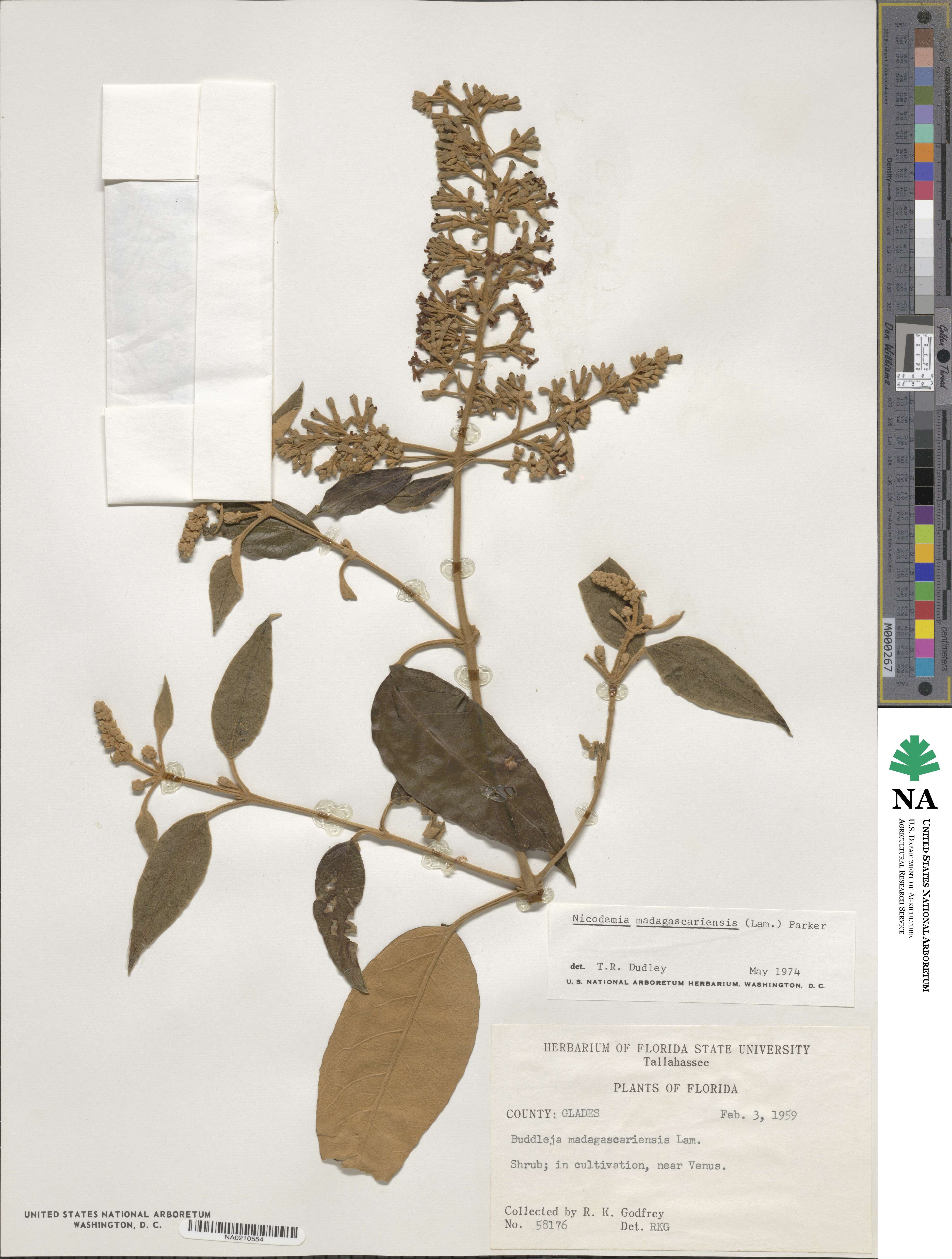 Buddleja madagascariensis image