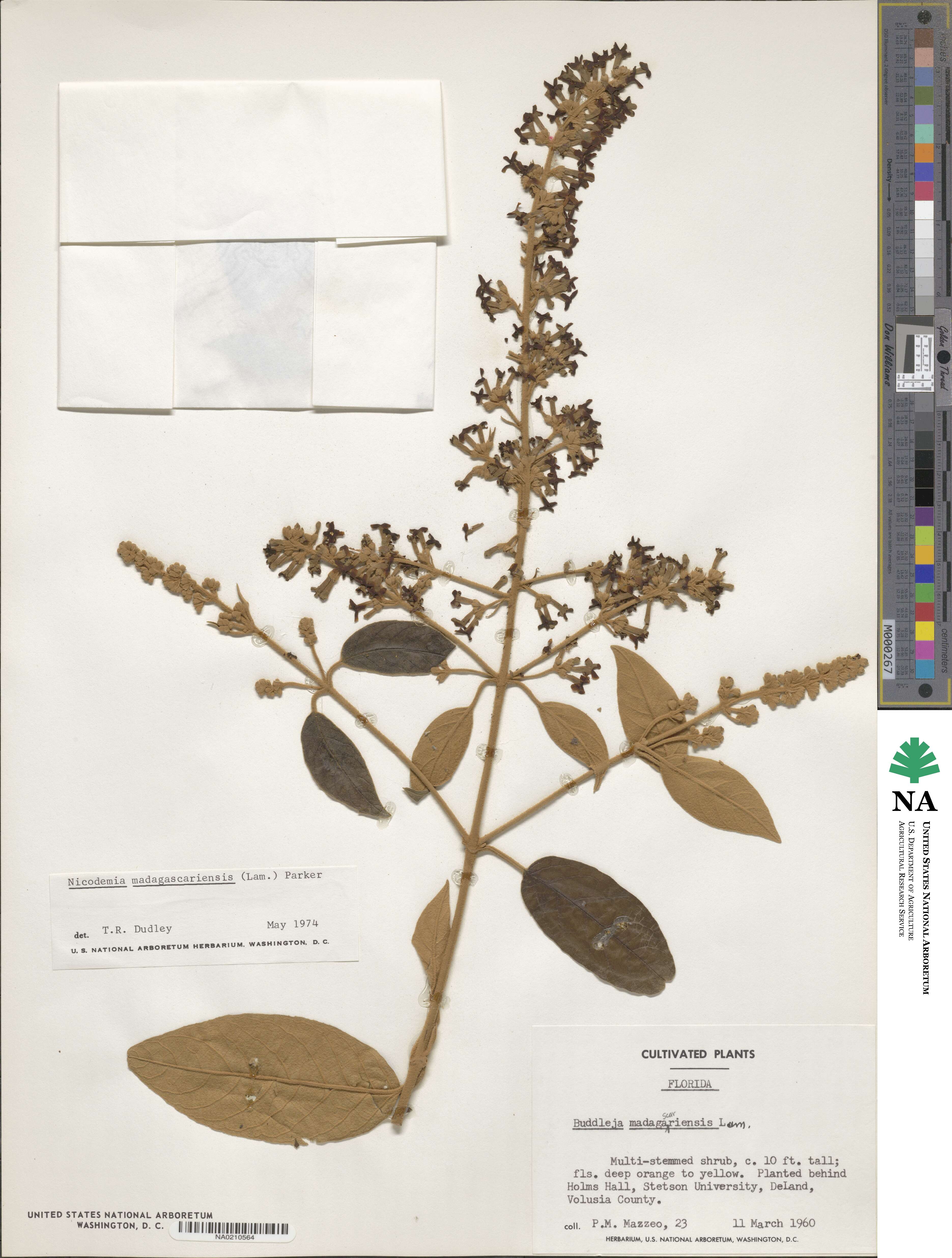 Buddleja madagascariensis image