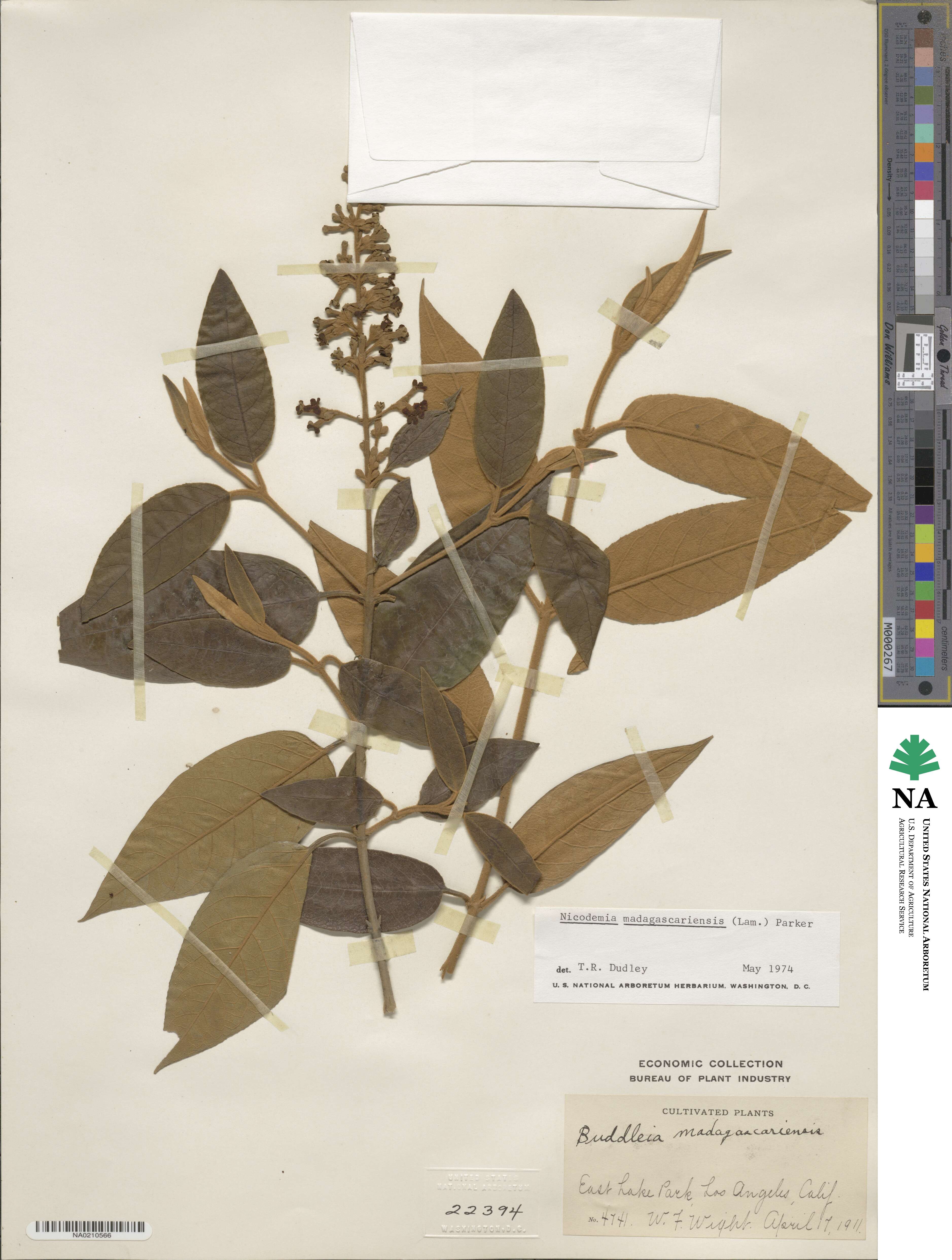 Buddleja madagascariensis image