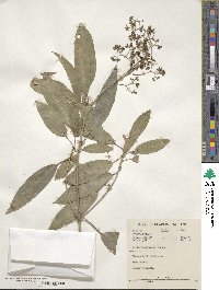 Nuxia floribunda image