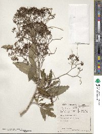 Nuxia floribunda image