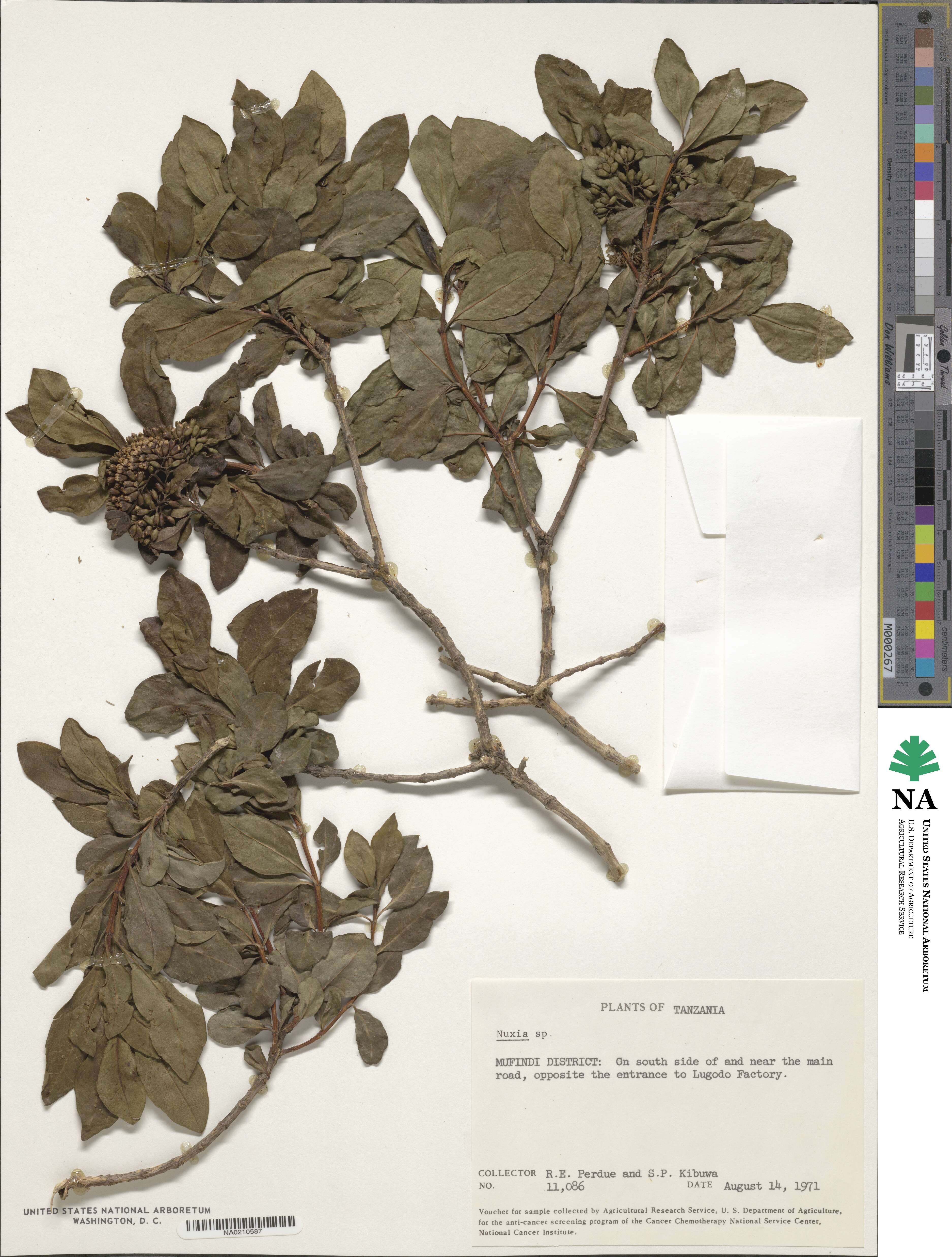 Stilbaceae image