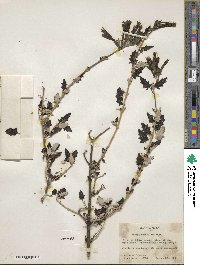 Buddleja normaniae image