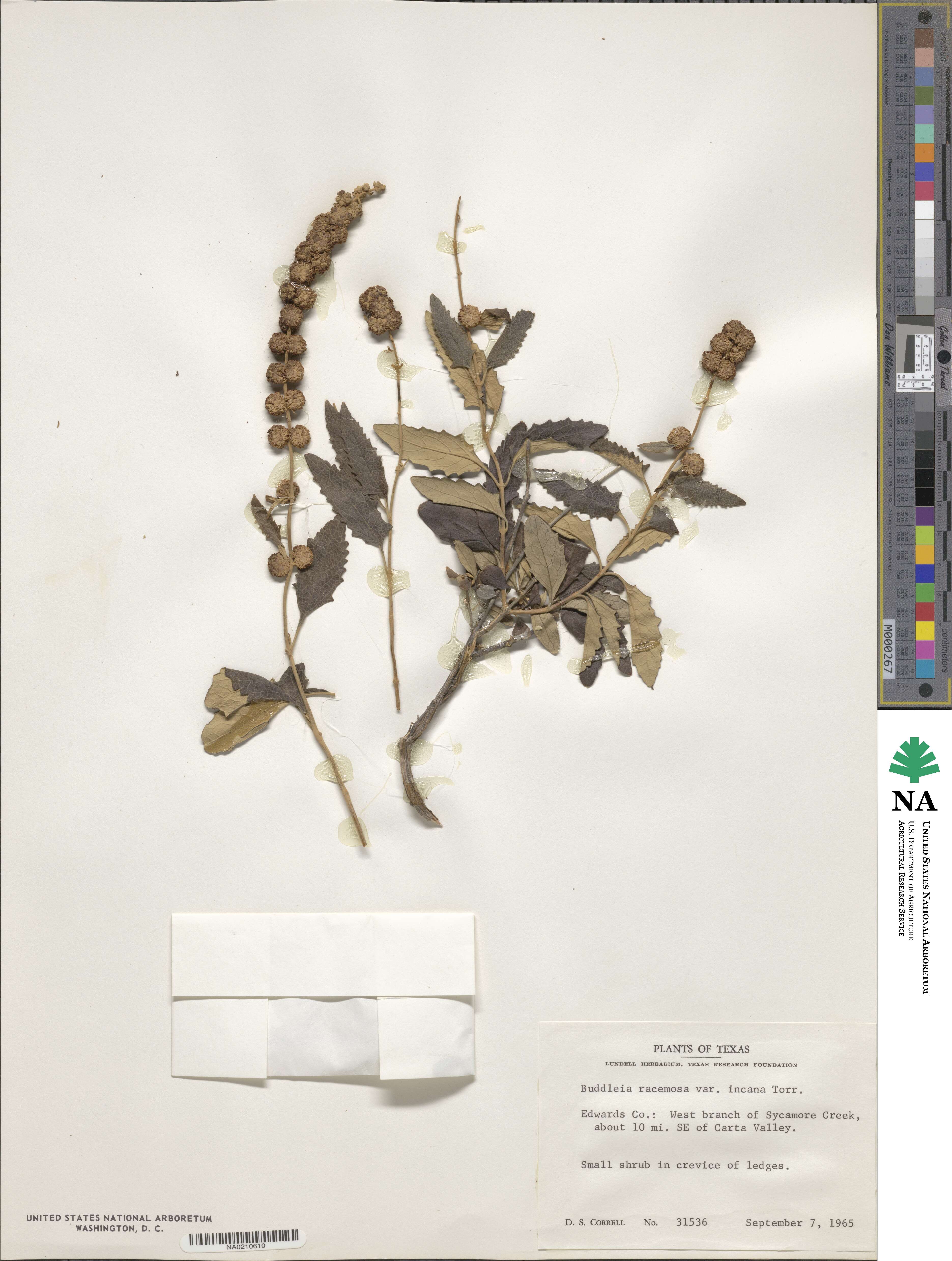 Buddleja racemosa var. incana image
