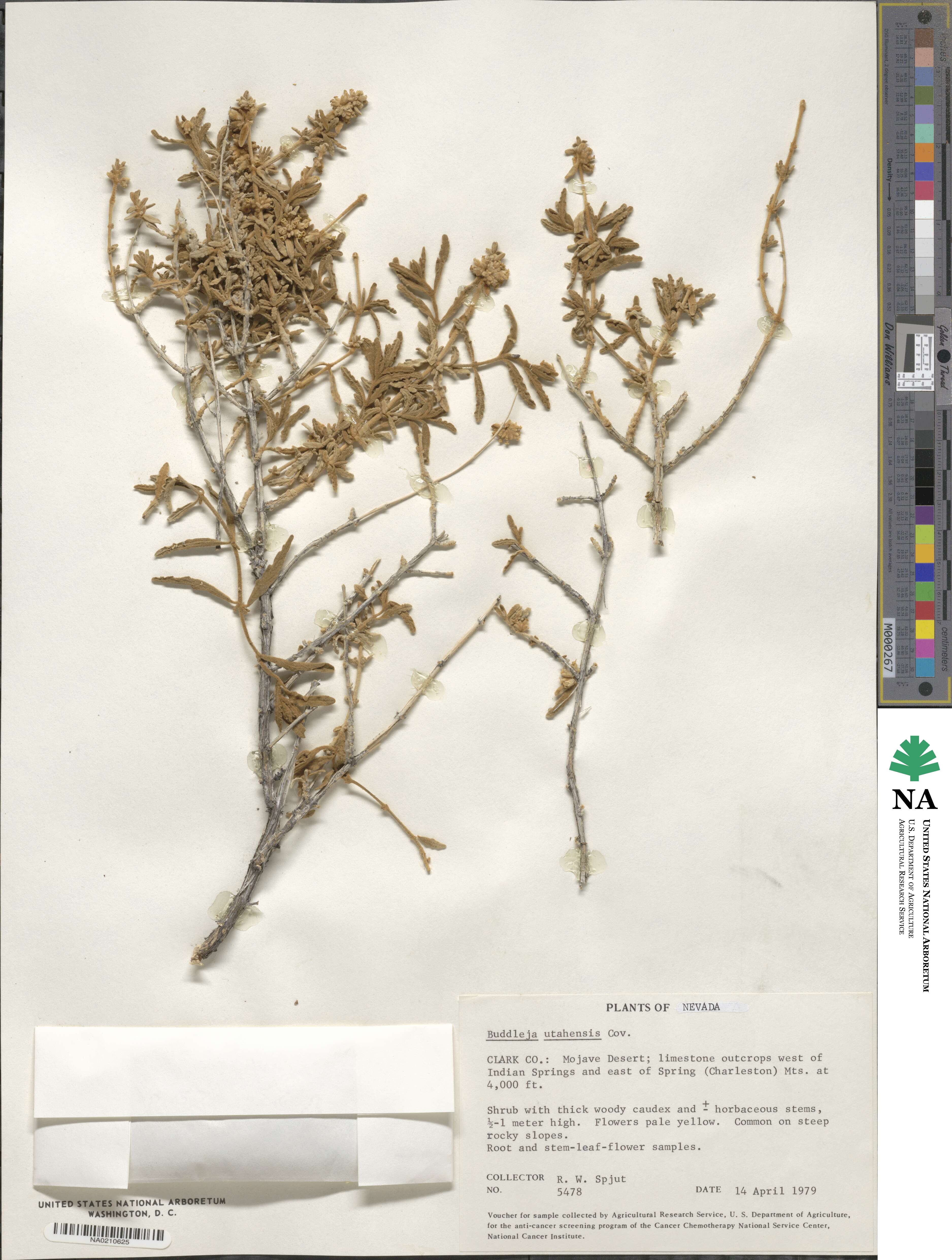 Buddleja utahensis image