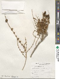 Buddleja utahensis image