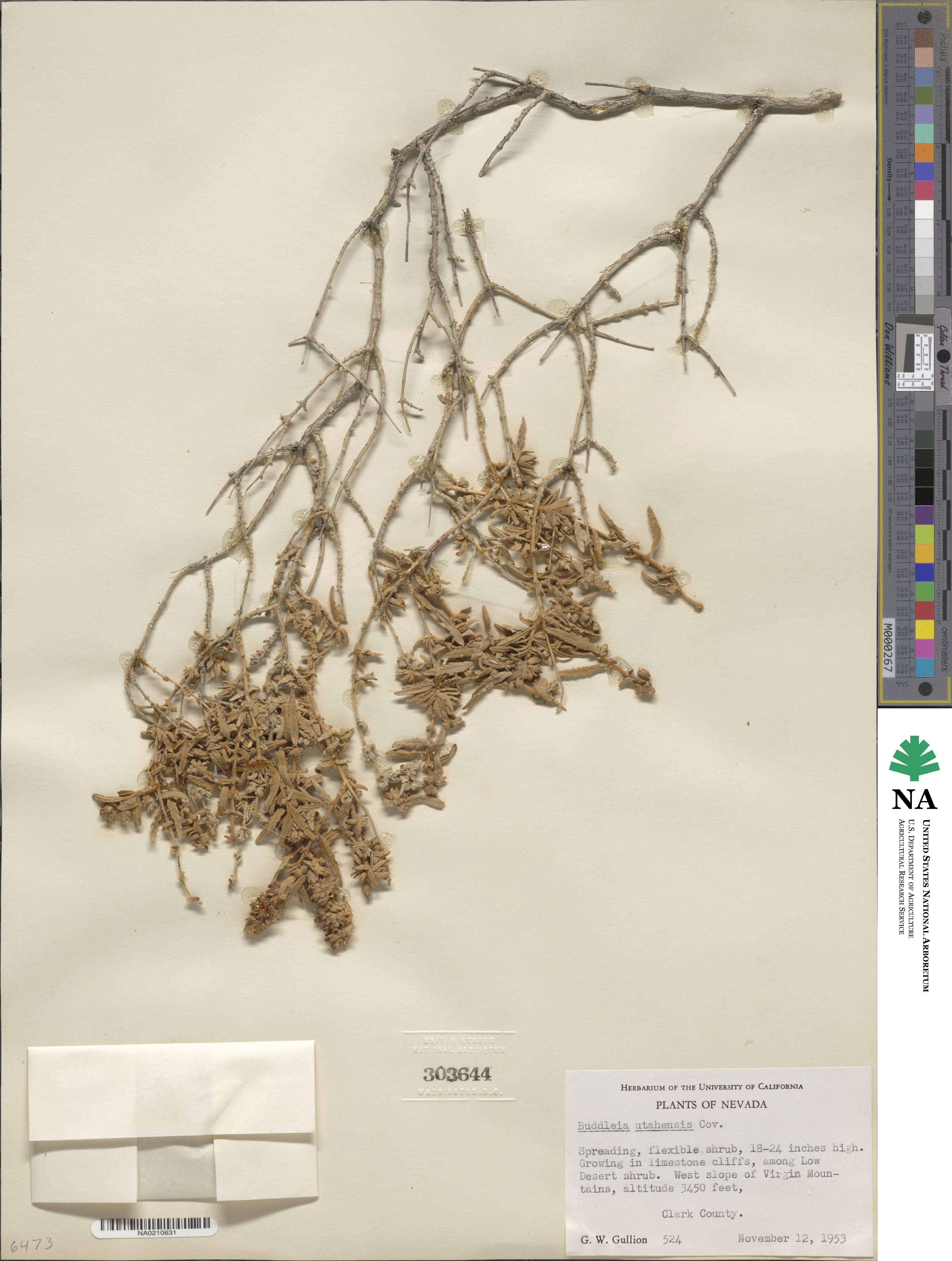 Buddleja utahensis image