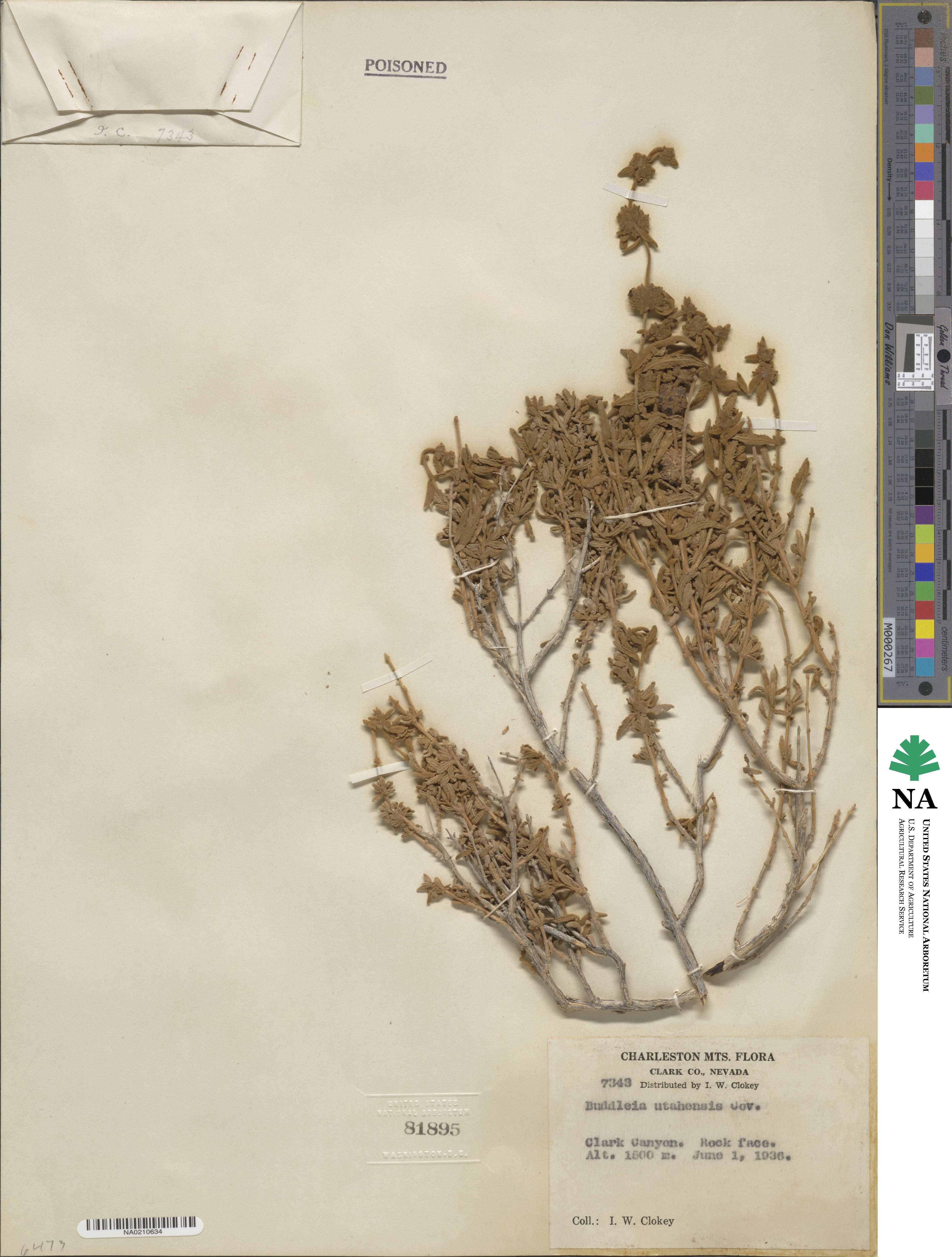 Buddleja utahensis image