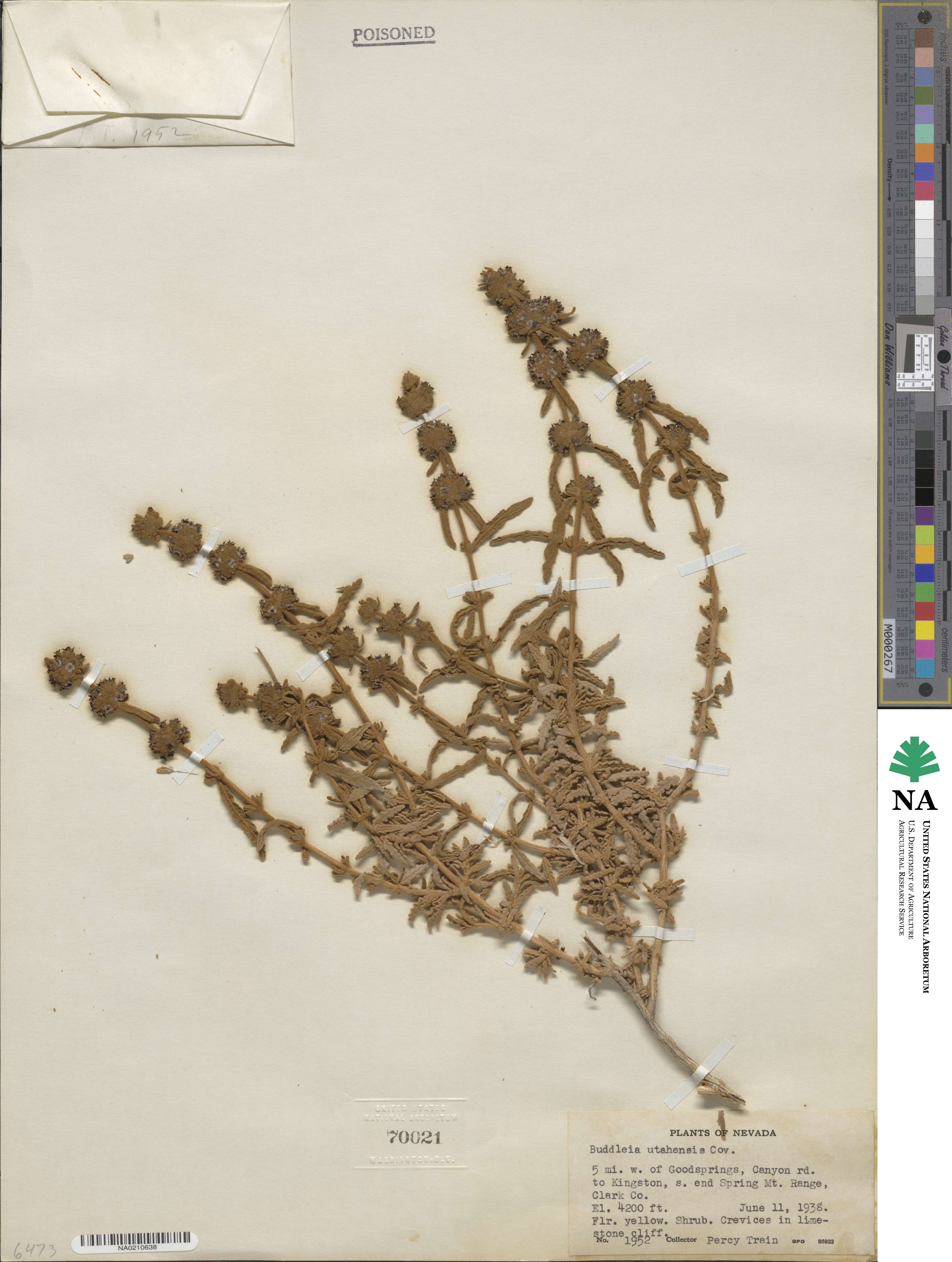 Buddleja utahensis image