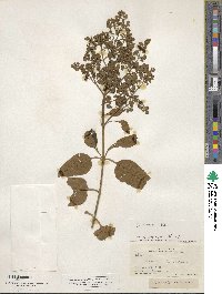 Buddleja cordata image