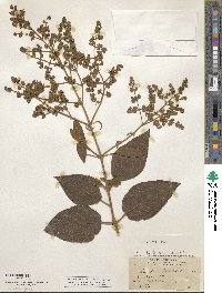 Buddleja cordata image