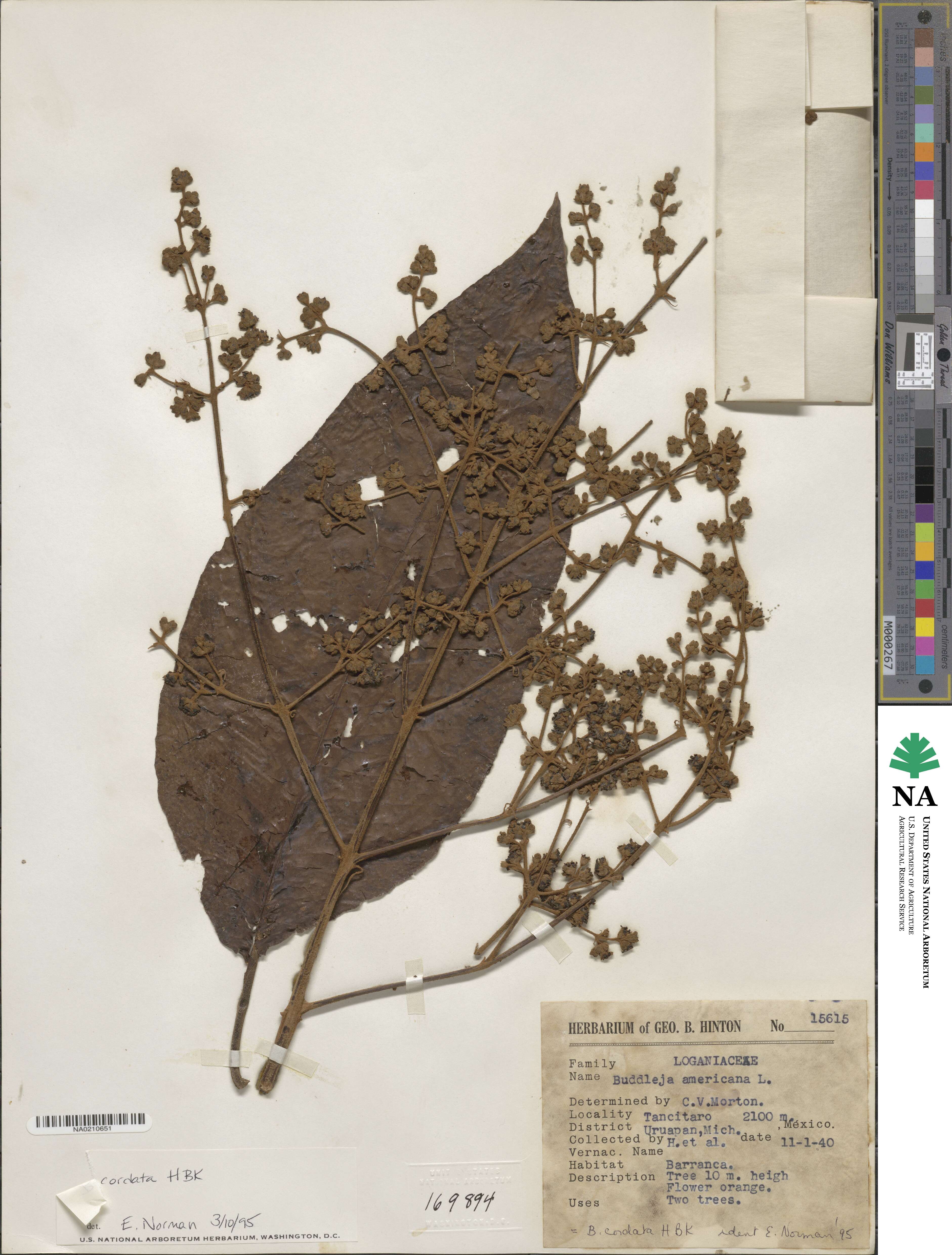 Buddleja cordata image