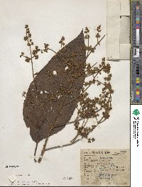 Buddleja cordata image