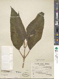 Buddleja cordata image