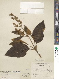 Buddleja cordata image
