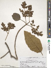 Buddleja cordata image