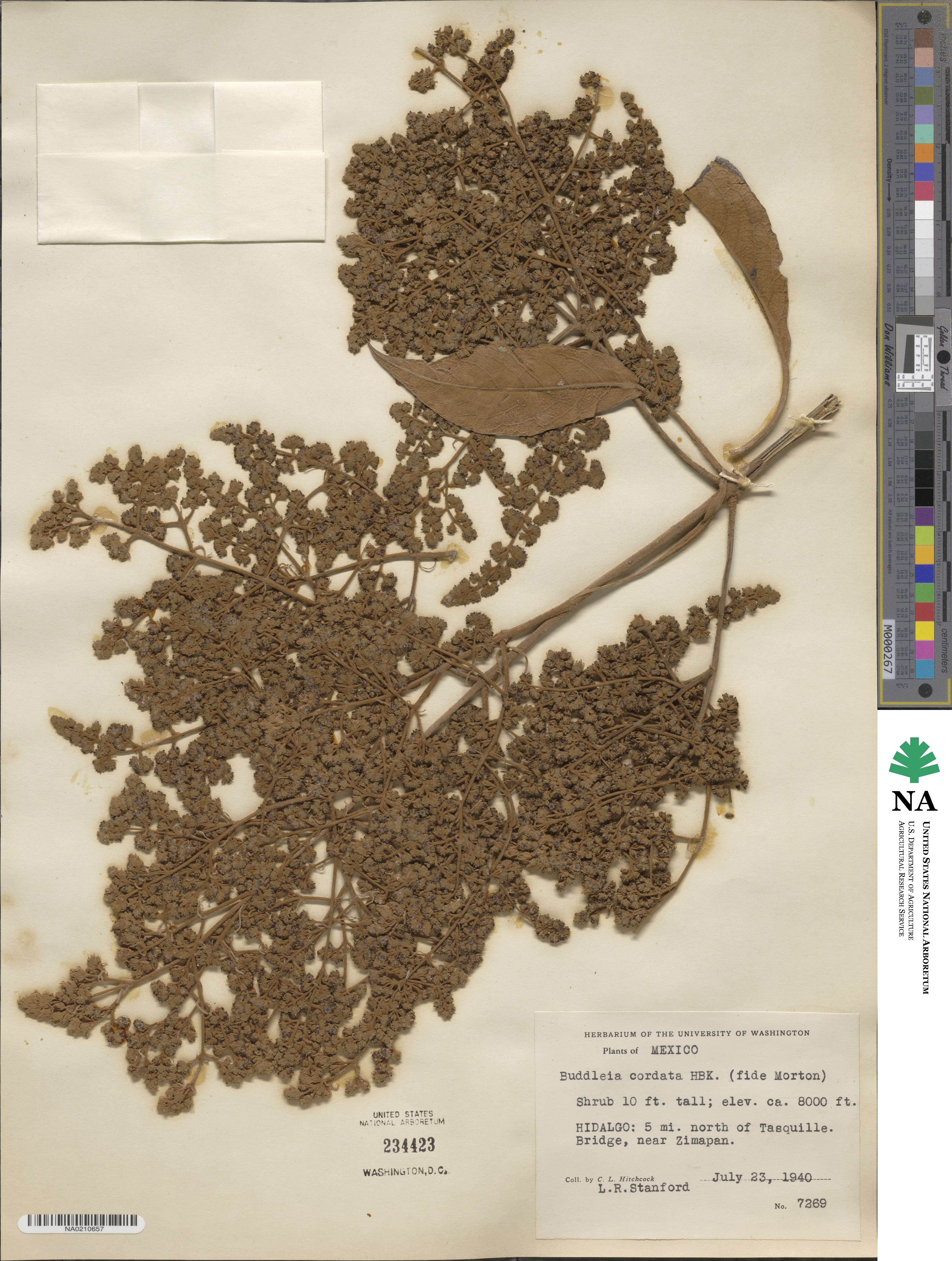 Buddleja cordata image