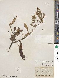 Buddleja cordata image