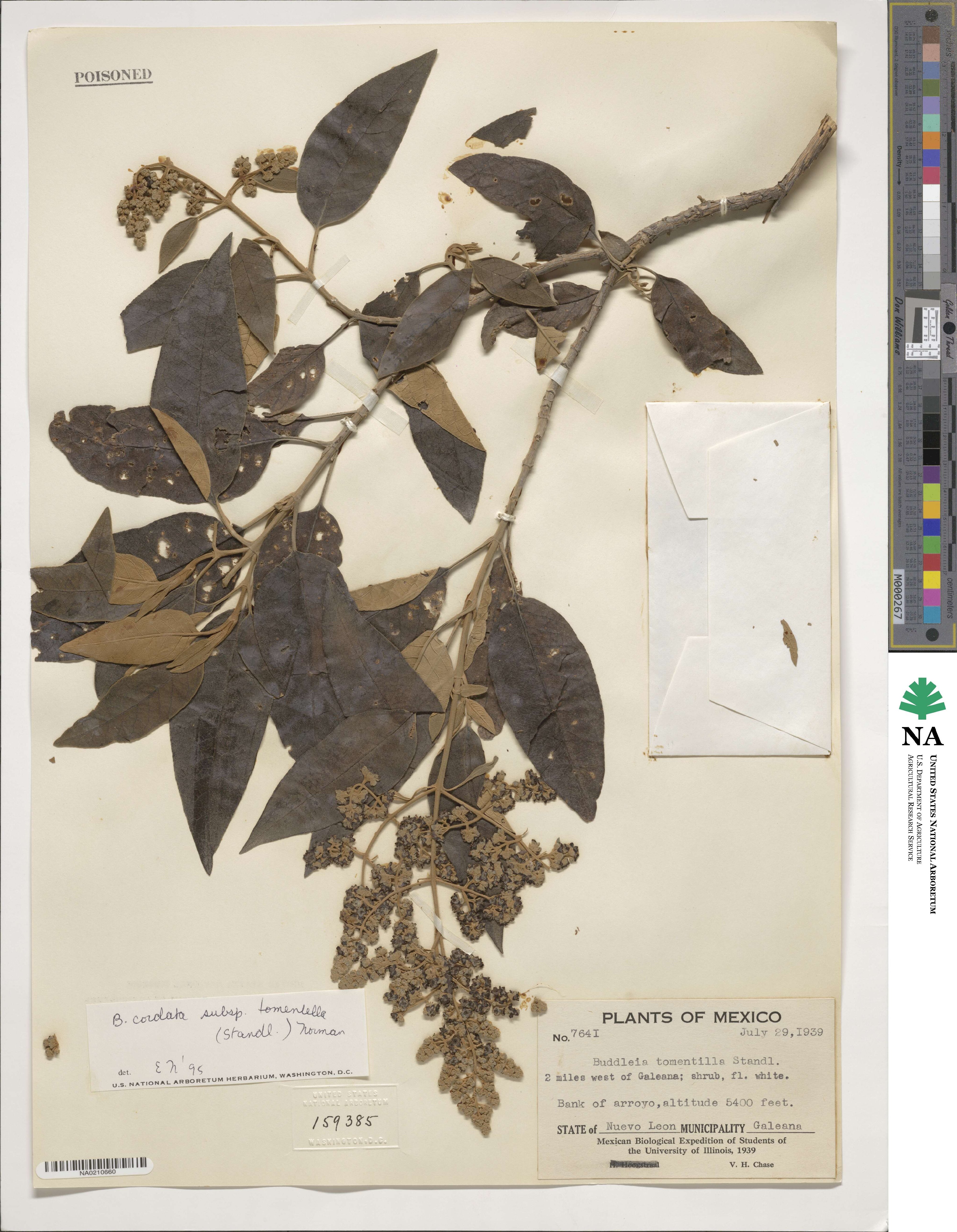 Buddleja cordata subsp. tomentella image
