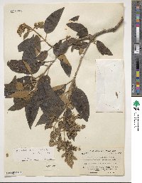 Buddleja cordata image