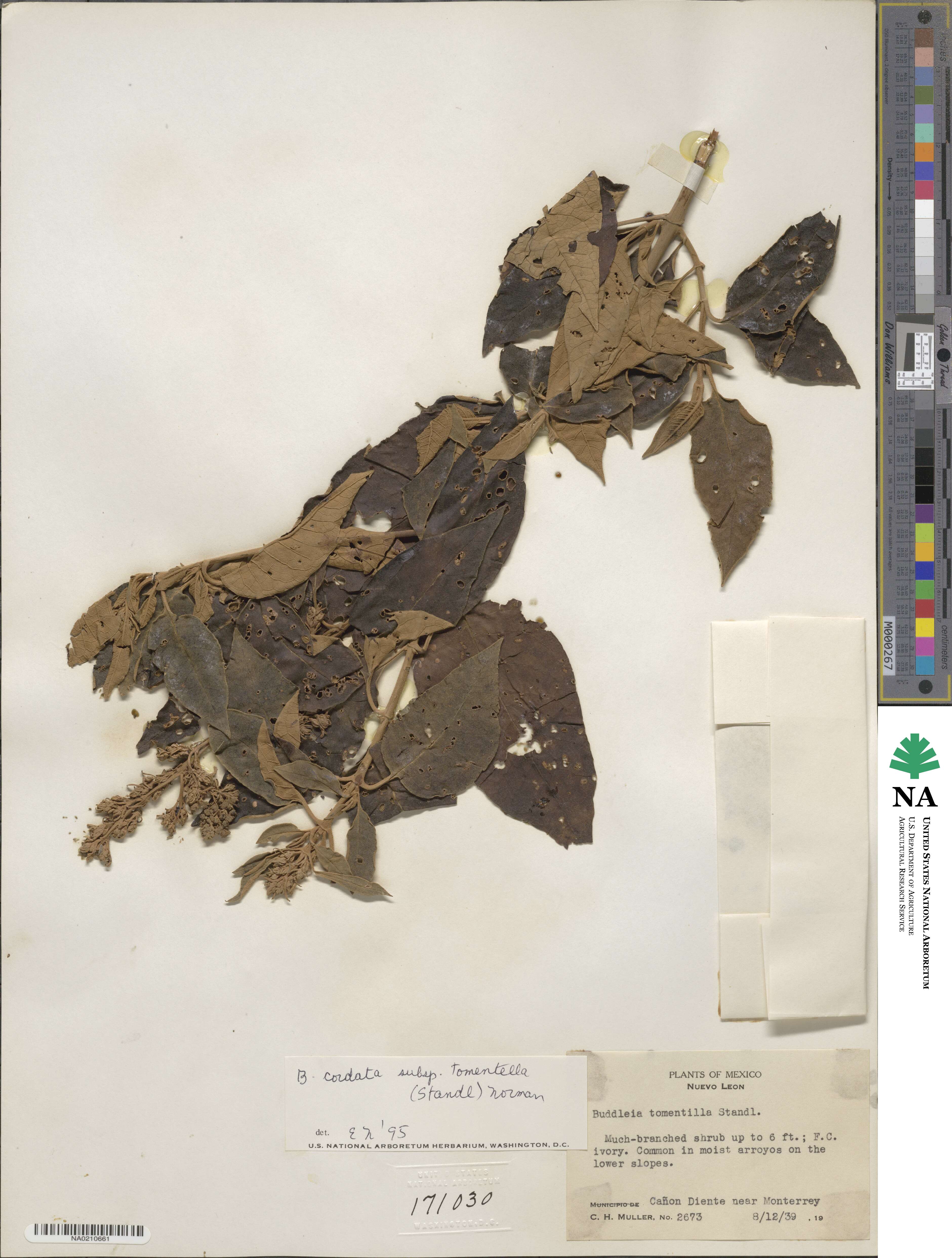 Buddleja cordata subsp. tomentella image