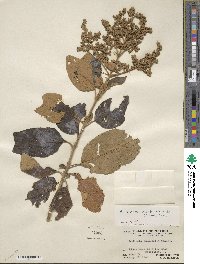 Buddleja cordata image