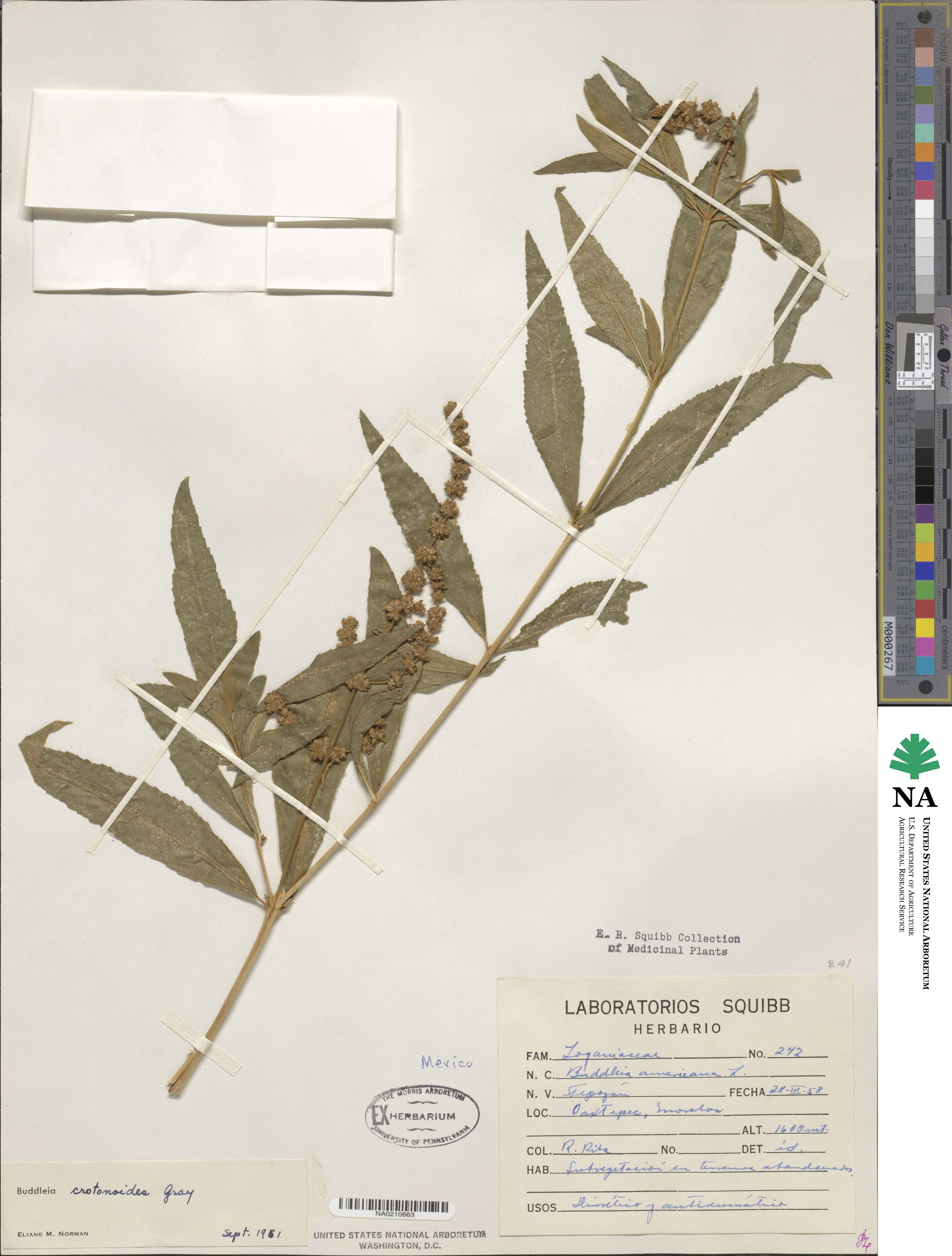Buddleja crotonoides image