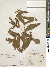 Buddleja crotonoides image