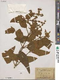 Buddleja cordata image