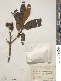 Buddleja cordata image
