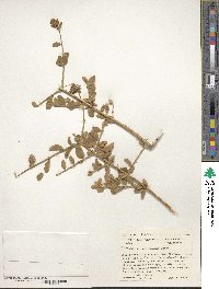 Buddleja marrubiifolia image