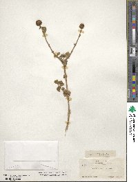 Buddleja marrubiifolia image