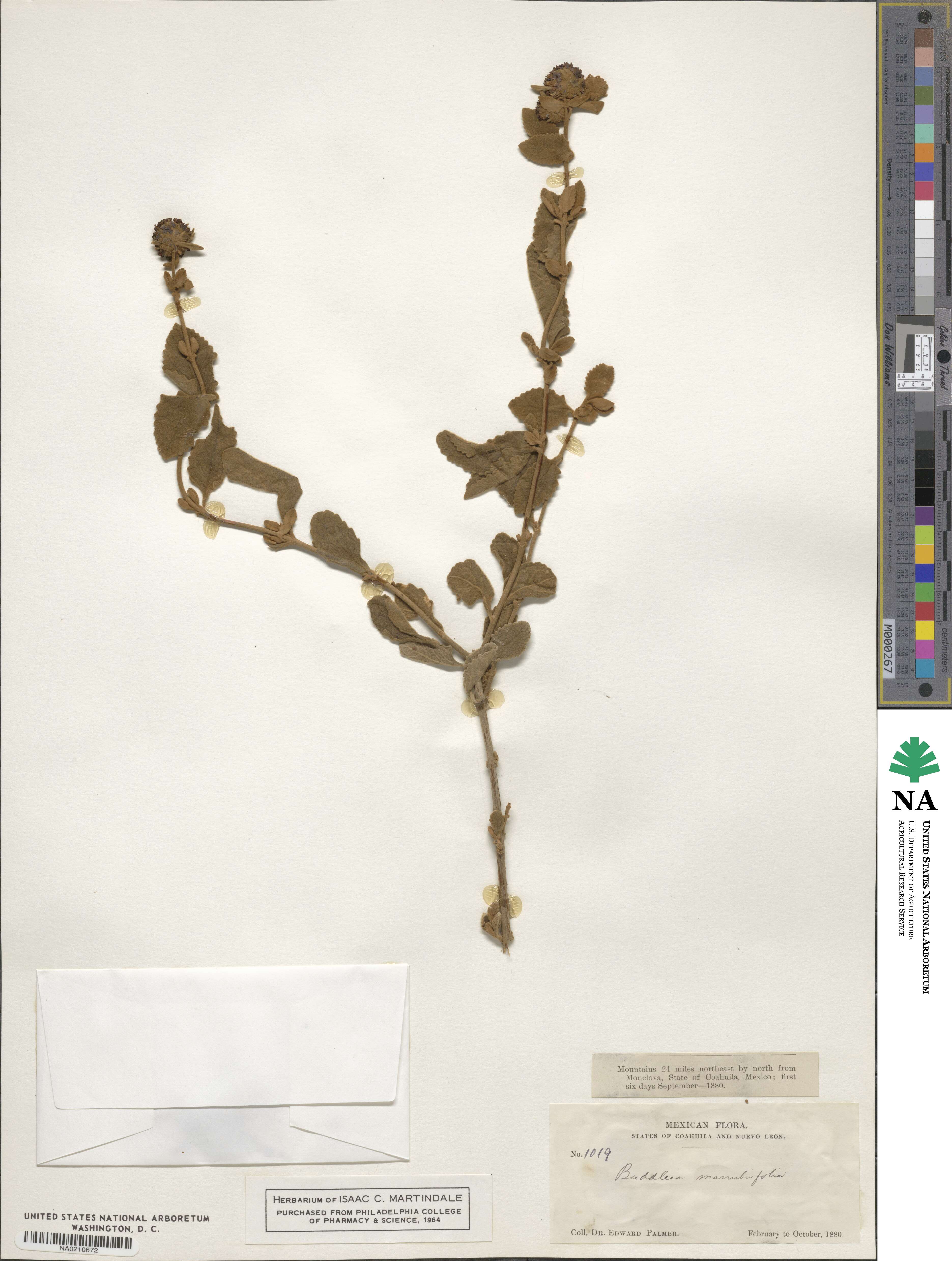 Buddleja marrubiifolia image