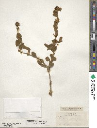 Buddleja marrubiifolia image