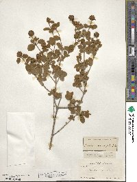 Buddleja marrubiifolia image