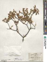 Buddleja marrubiifolia image