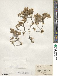 Buddleja marrubiifolia image