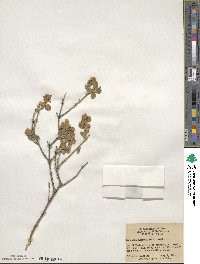 Buddleja marrubiifolia image