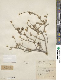 Buddleja marrubiifolia image