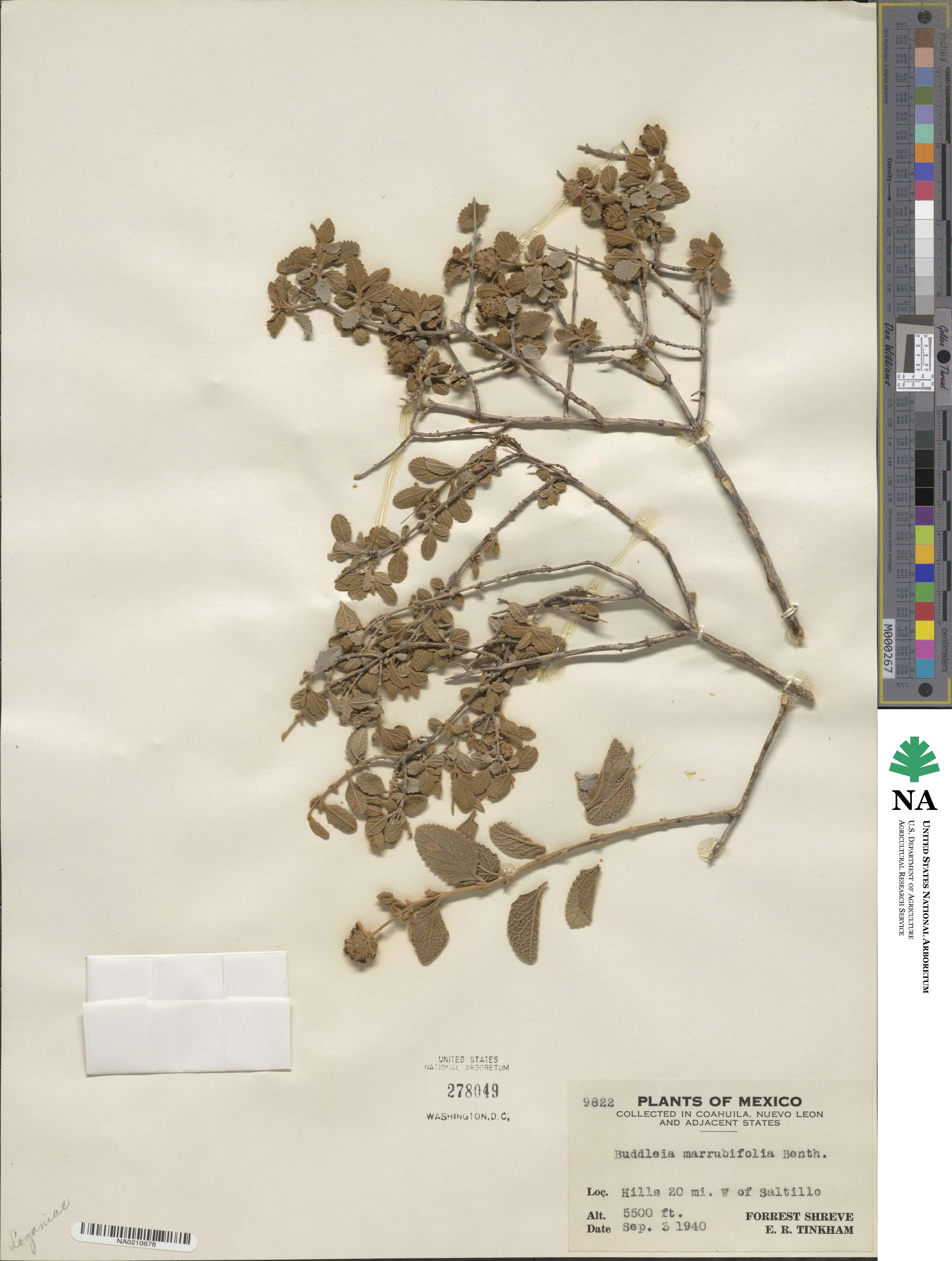 Buddleja marrubiifolia image