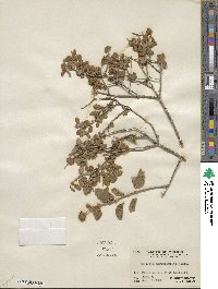 Buddleja marrubiifolia image