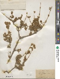 Buddleja marrubiifolia image