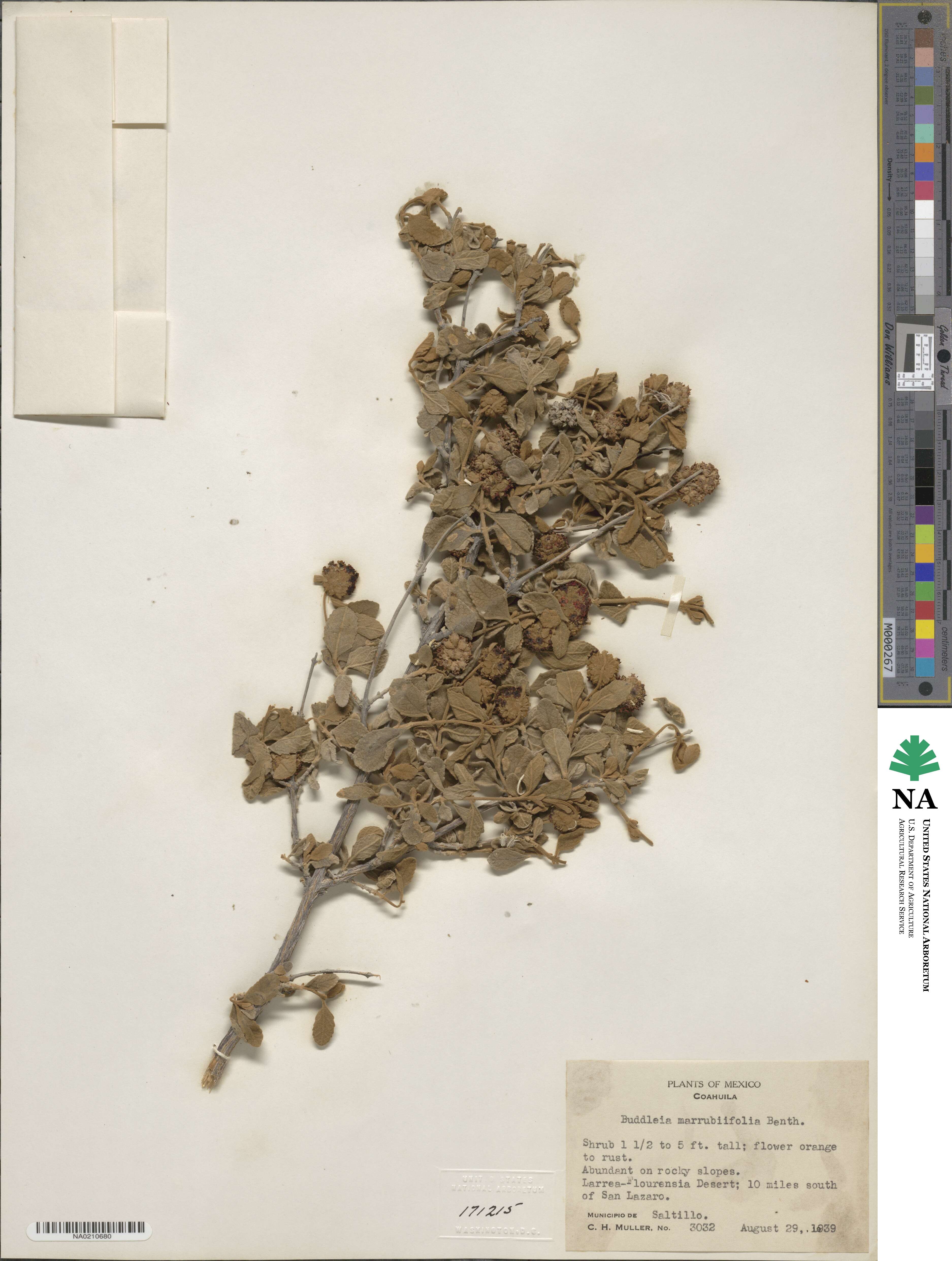 Buddleja marrubiifolia image