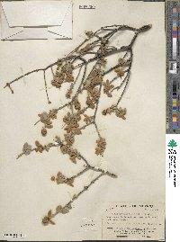 Buddleja marrubiifolia image