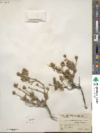Buddleja marrubiifolia image