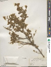 Buddleja marrubiifolia image
